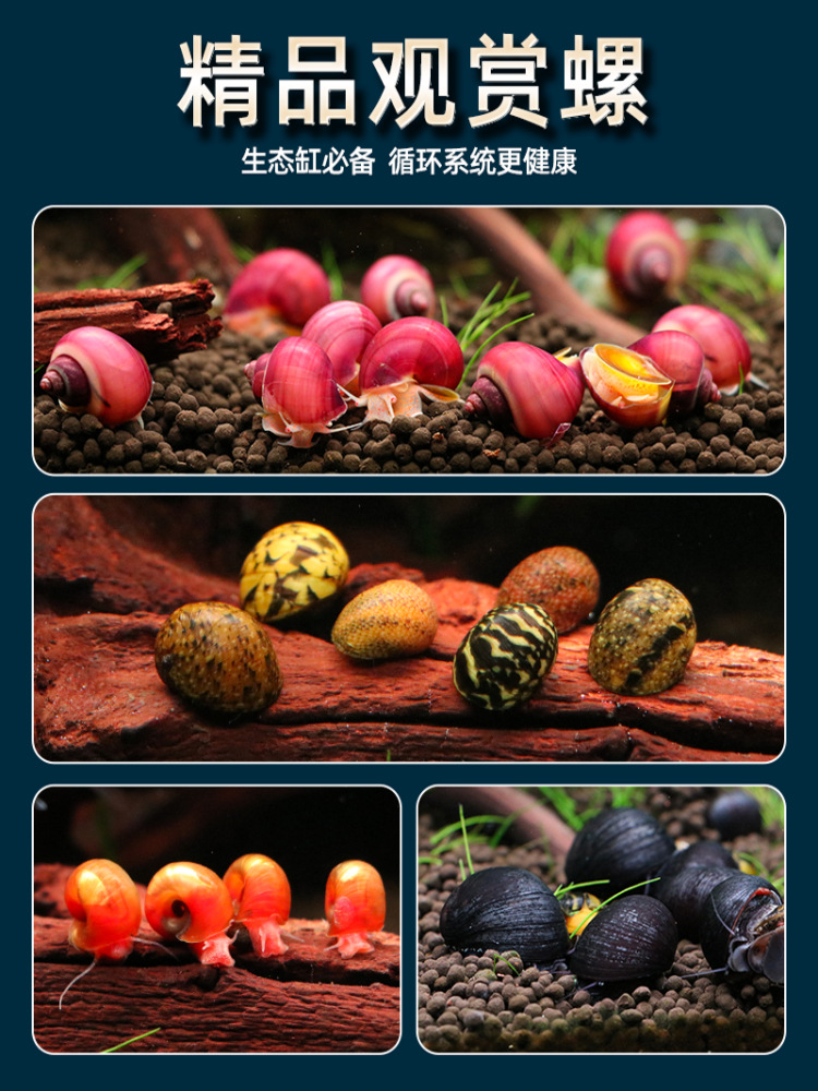 Ornamental Snails, Pet Live Golden Snails, Algae-Removing Snails, Purple-Patterned Snails, Light Cold Water, Easy to Maintain and Durable Tools, Ornamental Snails