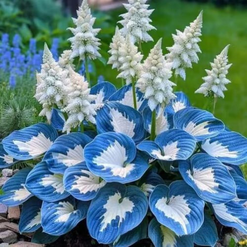 [Cross-Border Supply] Colored Leaf Jade Hairpin Flower Seeds, Jade Flower Seeds, Potted Flower Seeds, White Crane Flower Jade Bubble Flower Seeds