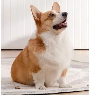 Manufacturer Supplies Pet Wet Food, Cat Beef Rice, Chicken Rice, Dog Fish Rice, General Staple Food for Cats and Dogs 50g