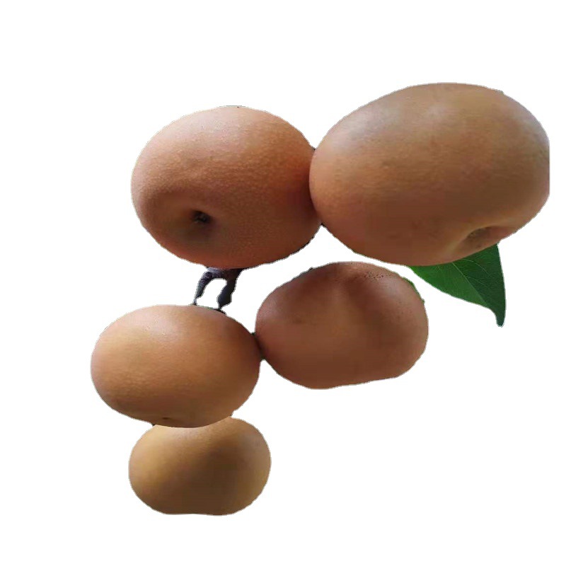 Authentic Qiuyue Pear Saplings, Grafted Qiuyue Pear Saplings Base, Wholesale of 1 to 3cm Bingtang Qiuyue Pears