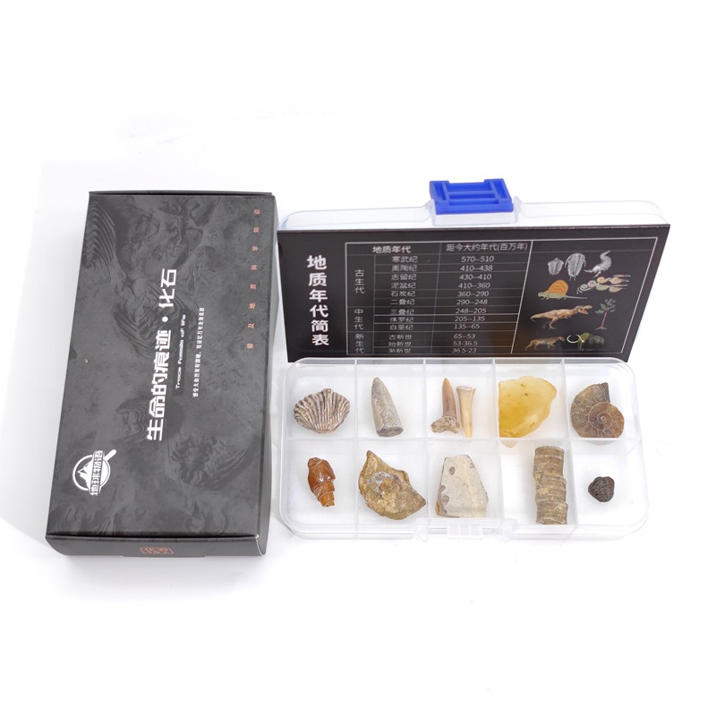 Fossil of paleontology standard box trilobite Wolf fin fish fossil amber original stone Children's geological science popularization teaching specimen