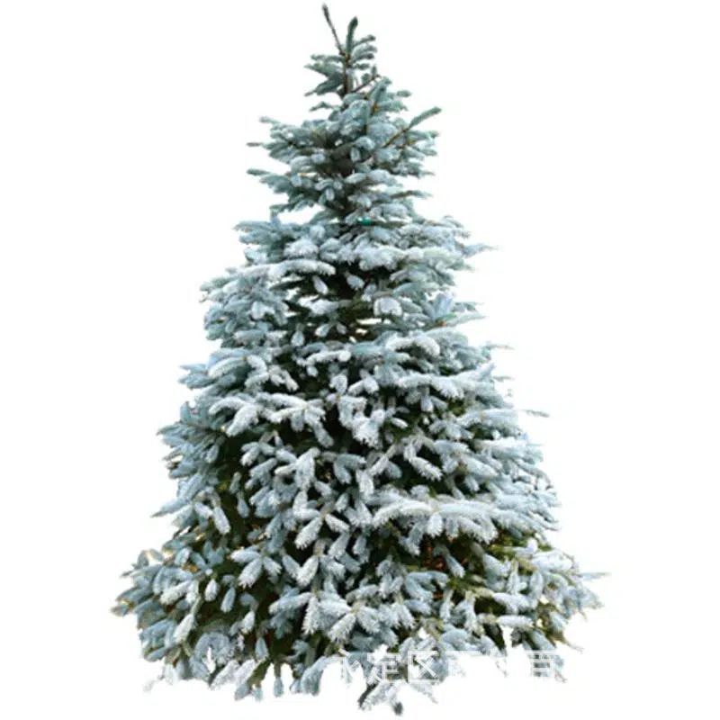 Blue Spruce Seeds, Black Spruce Greening Seedlings, Blue Spruce Saplings, Colorado Blue Spruce Seedlings, Courtyard Indoor Plants