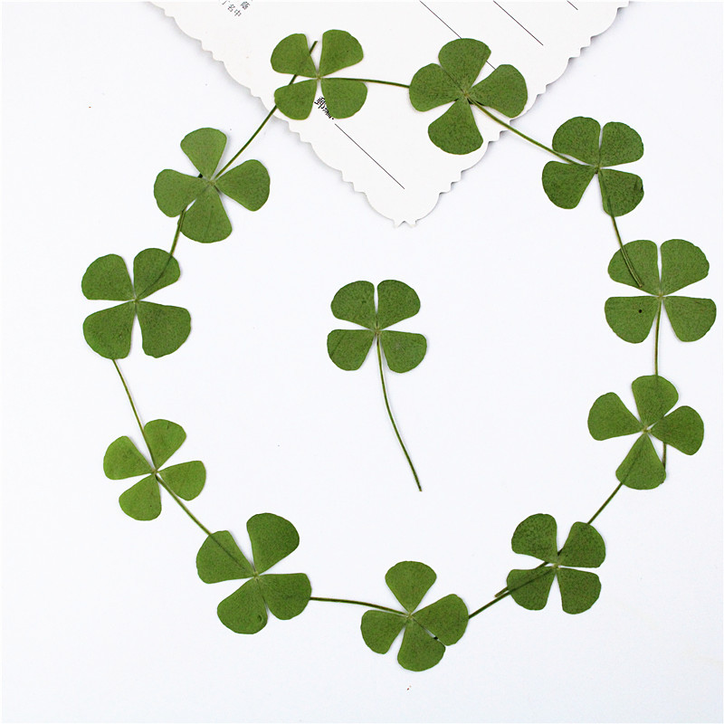 Four-leaf Clover Dried Flower diy Material Plant Embossed Real Flower Plant Specimen Embossed Bookmark Face Decoration