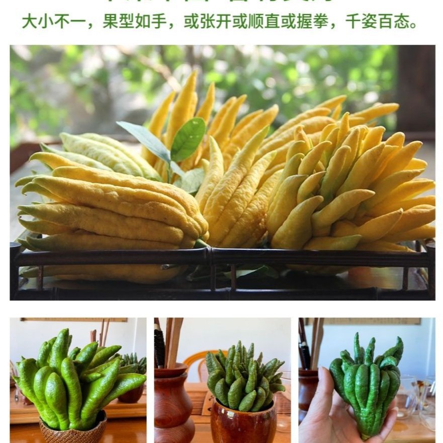 Fresh Bergamot Fruit Edible Milk Tea Shop with Branches of Golden Bergamot Hydroponic Ornamental for Buddha Chinese Medicine Bergamot Dried Slices