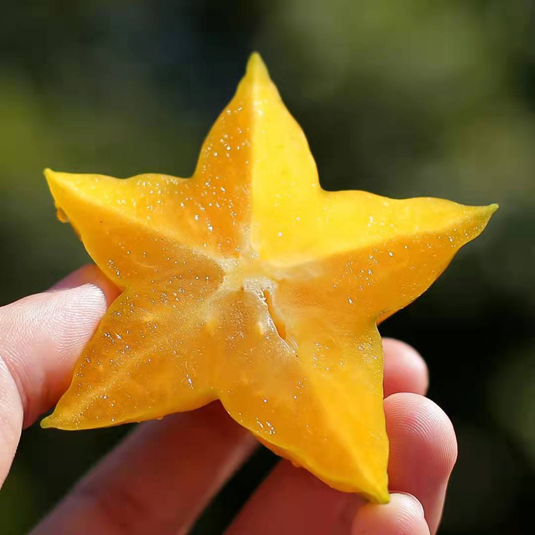 Fresh Seasonal Star Fruit from Zhangzhou, Fujian, Sweet and Juicy, with Sour Plum Powder, Freshly Picked and Shipped Directly
