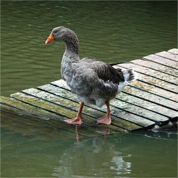 Langde Goose, Small Goose, Large Goose, Red-Billed Goose, Authentic Purebred Goose, Live Young Goose