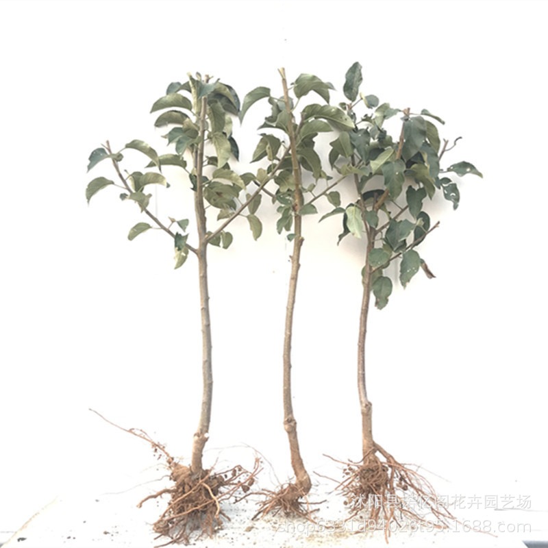 Grafted Gala Apple Tree Seedlings, Early-Maturing Red Apple Saplings, Potted Plants in the North and South Courtyards, and Fruit Planting