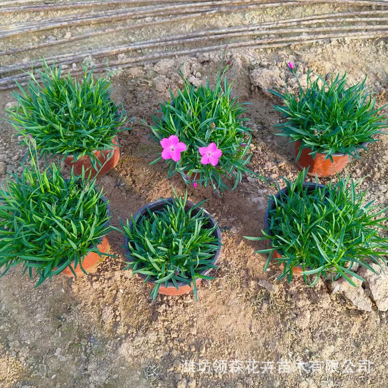 Качественные саженцы гвоздики, оптовая продажа, морозостойкие многолетние цветы, оптовая продажа для садов и парков