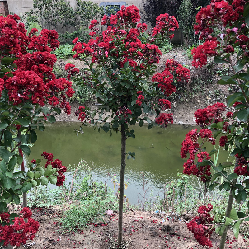Base Wholesale Greening Crape Myrtle Saplings Red Flower Crape Myrtle Saplings Hundred Day Red Saplings Red Rocket Crape Myrtle Tree American Crape Myrtle