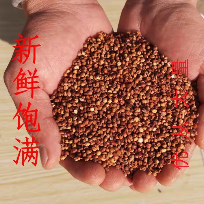 Wholesale red sorghum with skin and unpeeled sorghum brewing vinegar raw materials red sorghum sorghum rice a generation of hair