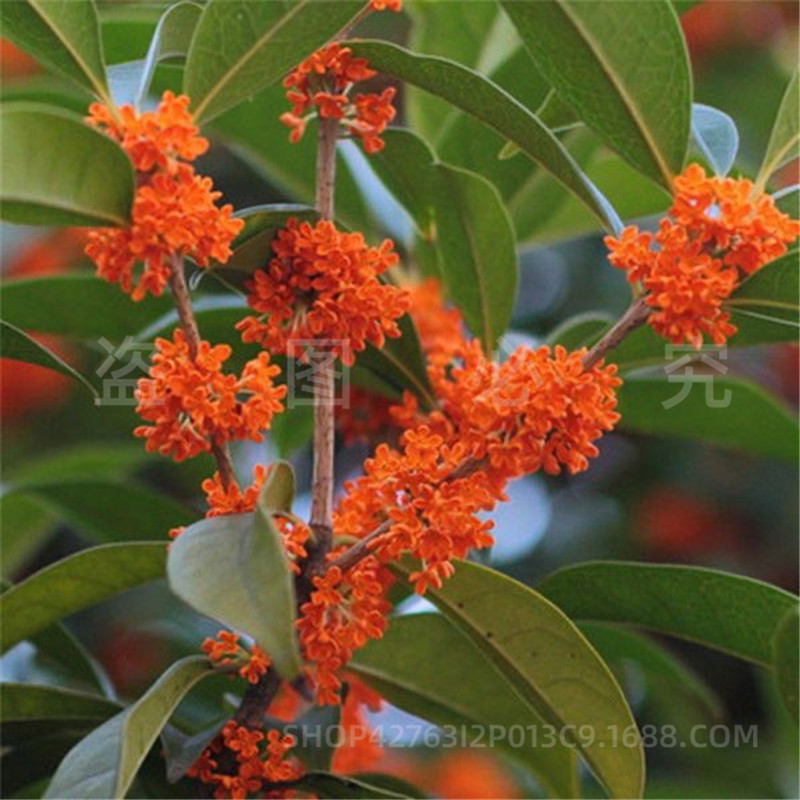 Grafted Four-Season Osmanthus Saplings Potted Ground Planting Indoor House Courtyard Golden Osmanthus and Osmanthus Strong-Scented Plant Landscape Tree