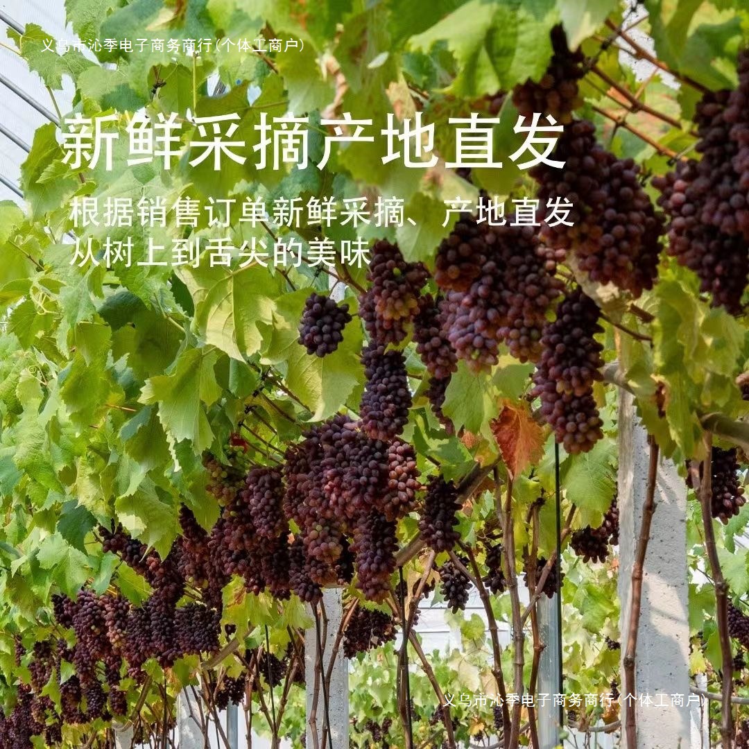[Free Shipping Northeast Jasmine Grape Freshly Picked 1.5-1.8kg Whole Bunches 2~6 Bunches Free Shipping Tulip Grape