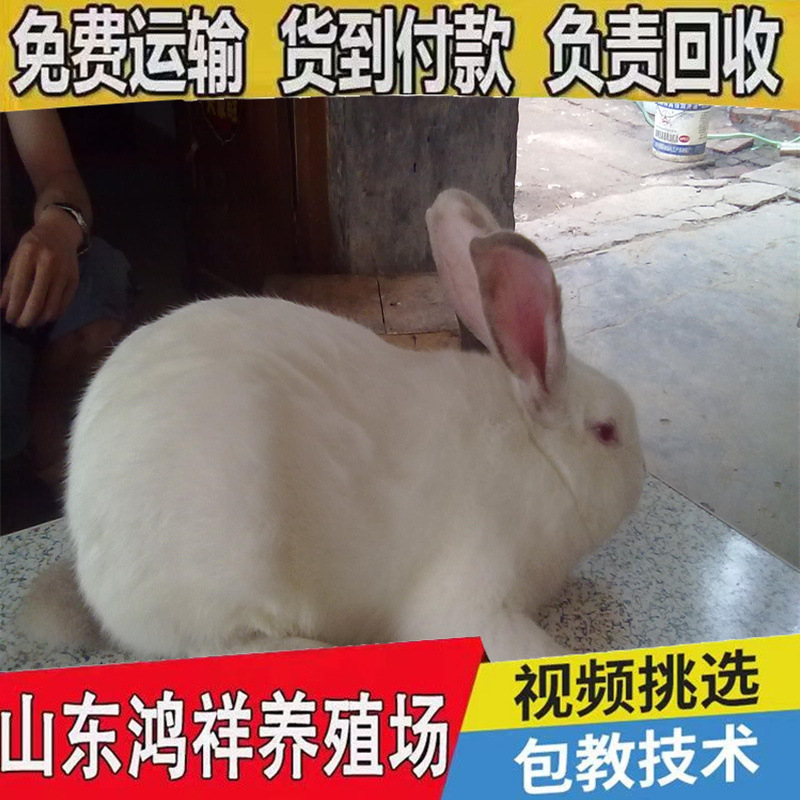 New Zealand Meat Rabbits, Male and Female Rabbits, Wholesale Prices, Ready Supply of High-Quality Meat Rabbits, Male and Female Rabbits, Door-To-Door Delivery of Breeding Rabbits