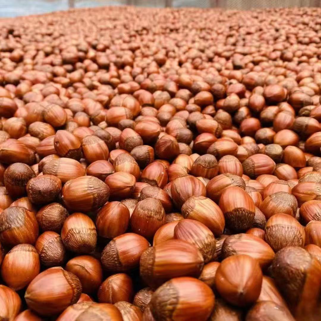 Northeast Wild Hazelnut New Bags Original Thin Skin Pregnant Women Nut Snacks Wholesale Price Tieling Specialty Hazelnut