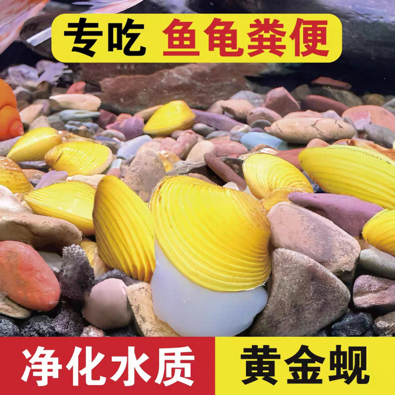 Золотая ракушка, речная ракушка, маленькая речная ракушка, средство для удаления водорослей с золотых улиток, чистая вода для аквариумов, уборка аквариума с использованием отходов рыб