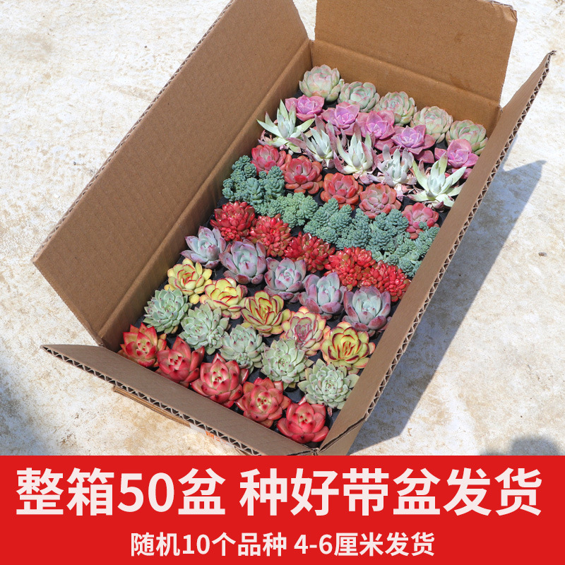 Succulent Wholesale Succulent Plants with Pots Succulent Potted Plants with Pots Wholesale Balcony Succulent Plant Packages Assembled Large Pieces