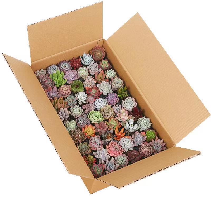 1 Warehouse with Trays for Succulent Plants Wholesale, Succulent Seedlings in Plug Trays for Planting, DIY Kindergarten Activities, Small Gifts