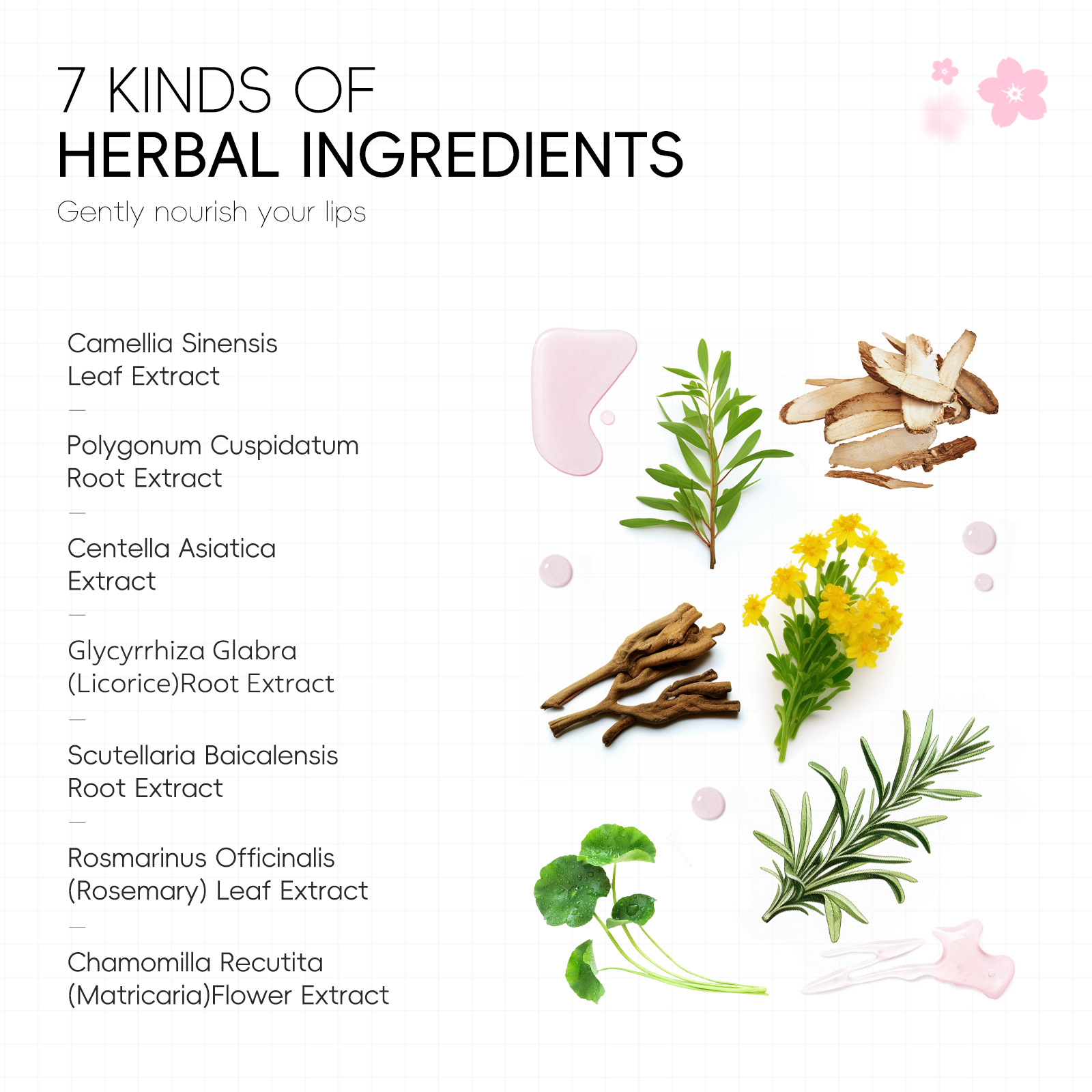 Laikou Sakura Lip Mask 6g Moisturizing and Elastic Lip Care English Packaging Cross-Border Lip Patch Foreign Trade