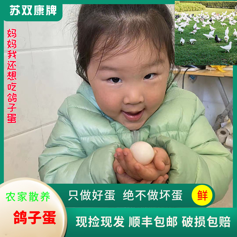 Wholesale of Pigeon Eggs, Whole Grains, Flying Pigeon Eggs, Now Picked up and Found, Farm-Raised Free-Range Grass Pigeon Eggs, Fresh