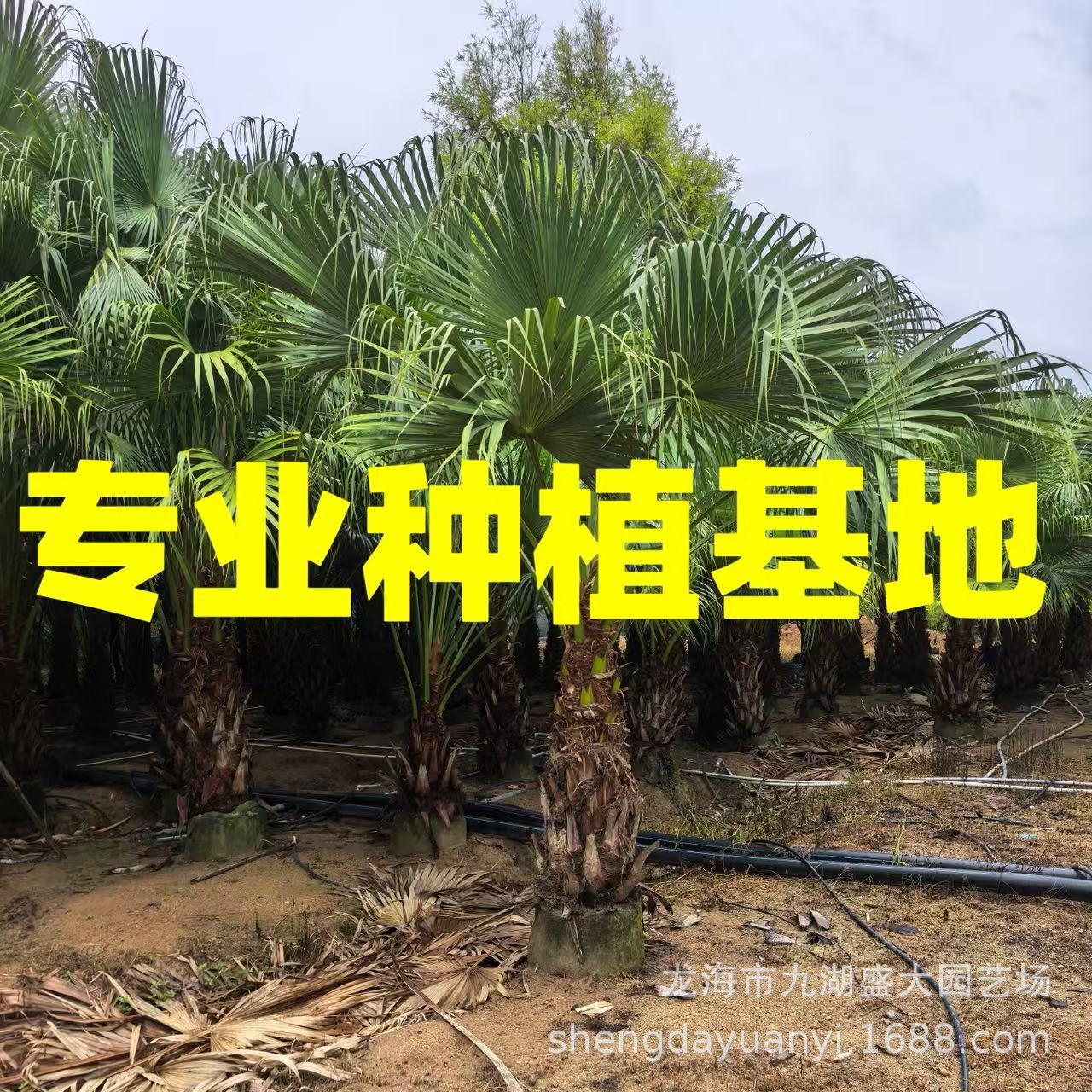 Fujian Pukui Base Wholesale Jiangxi Pukui Supply Sichuan Pukui Quotation Zhejiang Pukui Tree Price
