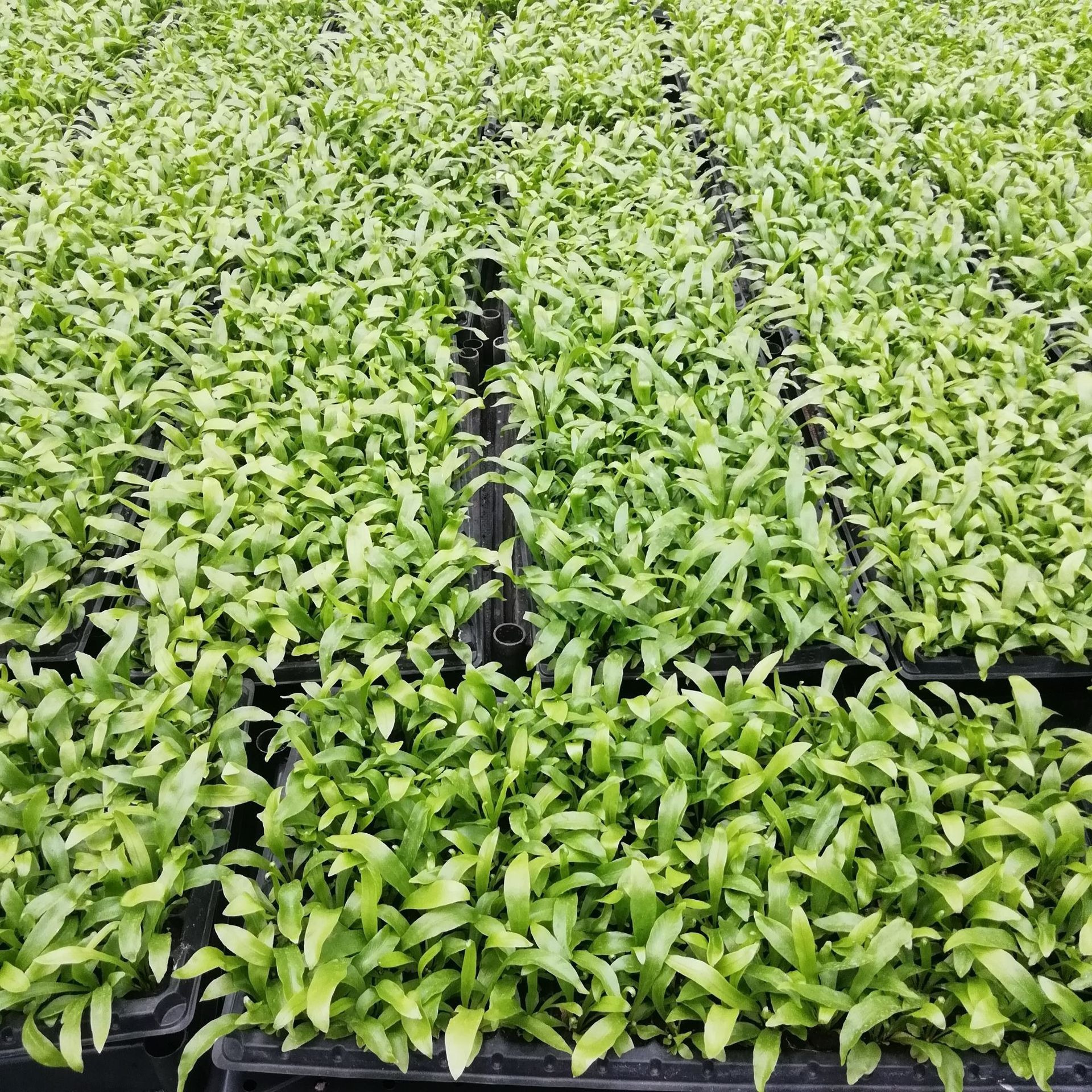 Zhanye Bird's Nest Fern Green Wall Micro Landscape Ecological Stimulating Small Potted Plant Purifies the Air and Absorbs Formaldehyde All Seasons Evergreen