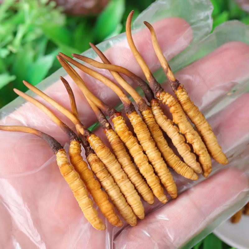 Xizang Girl Fresh Cordyceps Xizang Origin Cordyceps Head Stage Fresh Cordyceps Gift Box Fresh Grass Gift 2025
