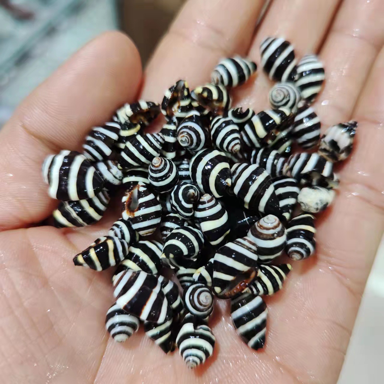 Полосатая улитка Просо улитка Натуральная ракушка 1 см Средиземноморские аксессуары Зебровая улитка