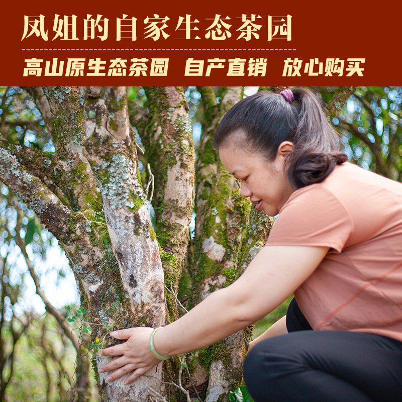 [Sister Feng’S Tea] 2025 New Year Tea Phoenix Dancong Tea Wudong Duck Poop Fragrance Song Dynasty Chaozhou Dancong Tea