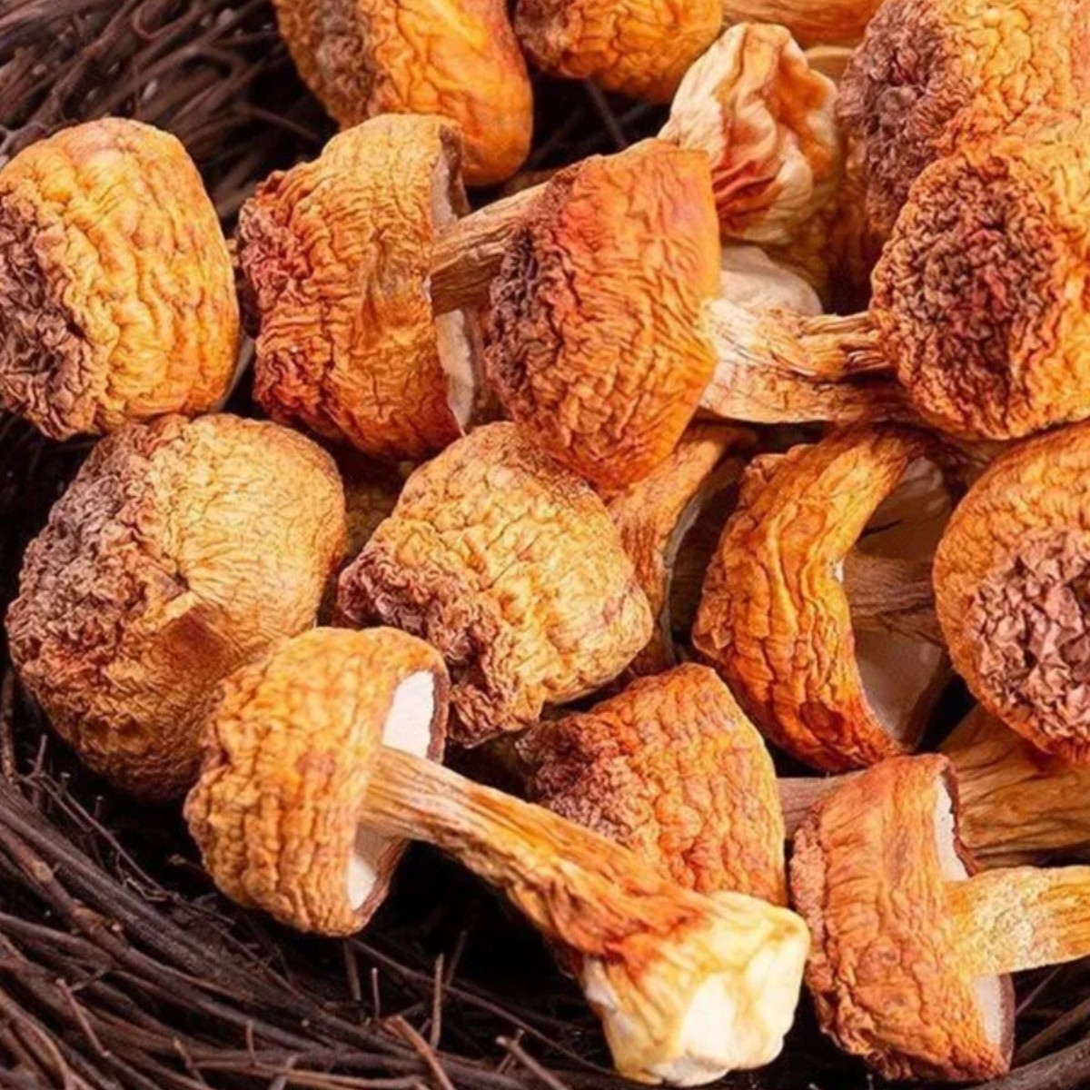 Agaricus blazei dry goods fresh Agaricus blazei non-Yunnan specialty matsutake soup ingredients household seasonal new