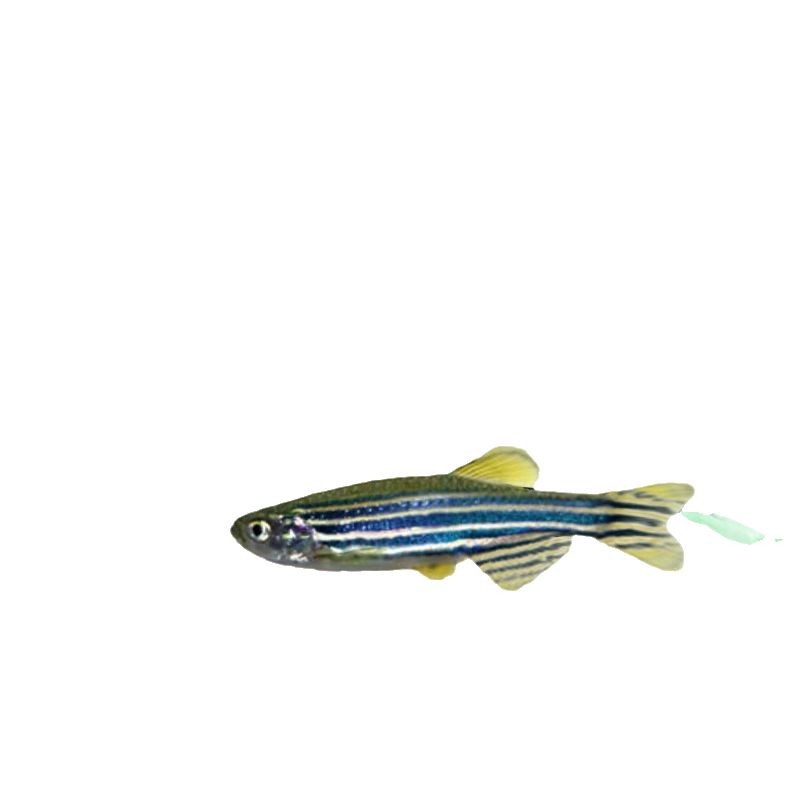Blue Zebra Fish Experimental Live Freshwater Transportation Package-Damaged Ornamental Fish Fishery Bulk Wholesale Tropical Fish Blue Zebra