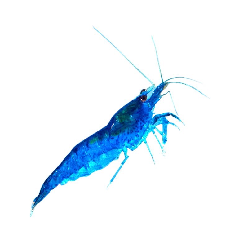 Tropical Ornamental Shrimp Freshwater Fresh Algae Removal Cleaning Tool Colorfulful Small Shrimp Black Shell Cherry Blossom Shrimp