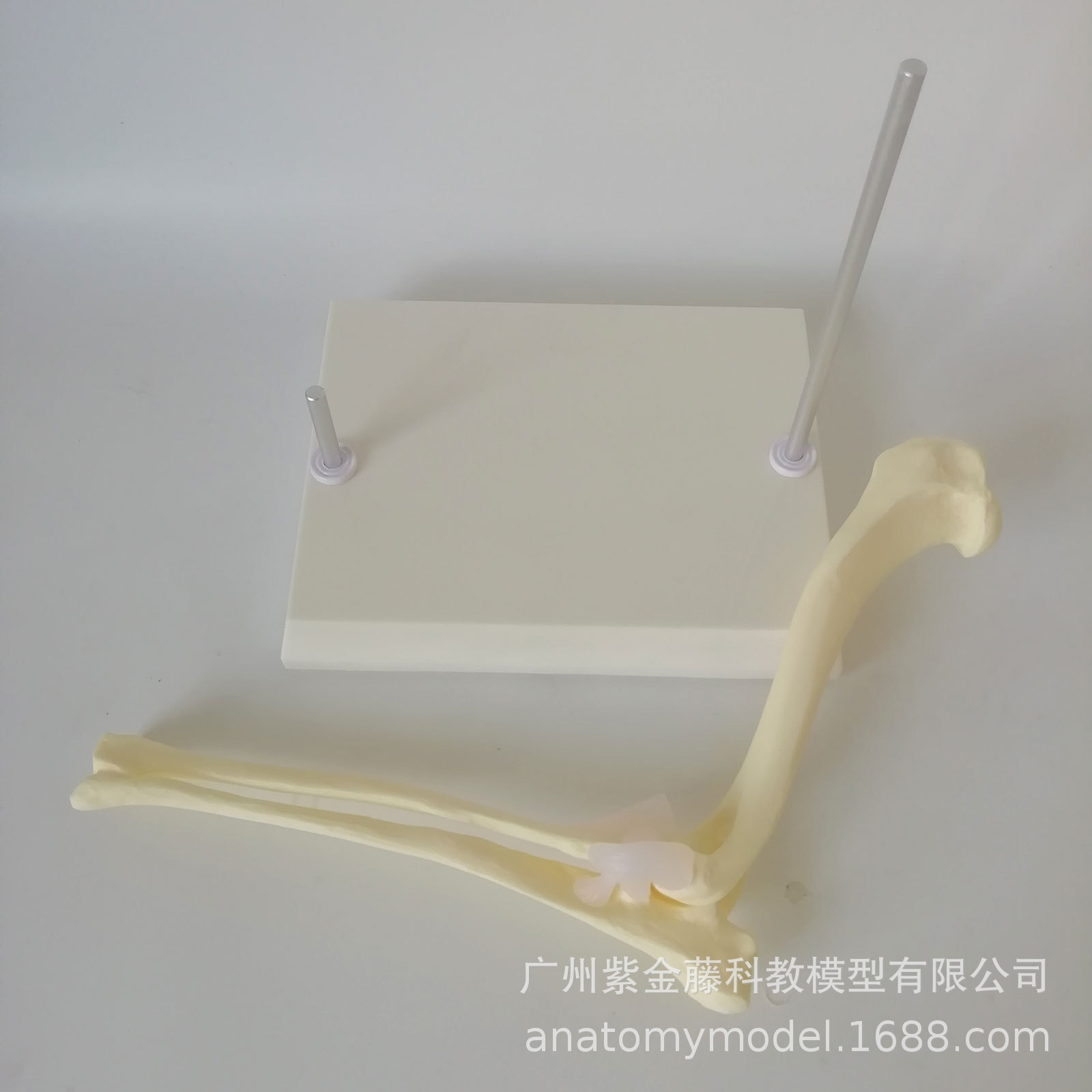 Dog Elbow Joint Anatomical Model High Simulation 1:1 Structure Skeleton Joint Teaching Display Medical Equipment Veterinary Use