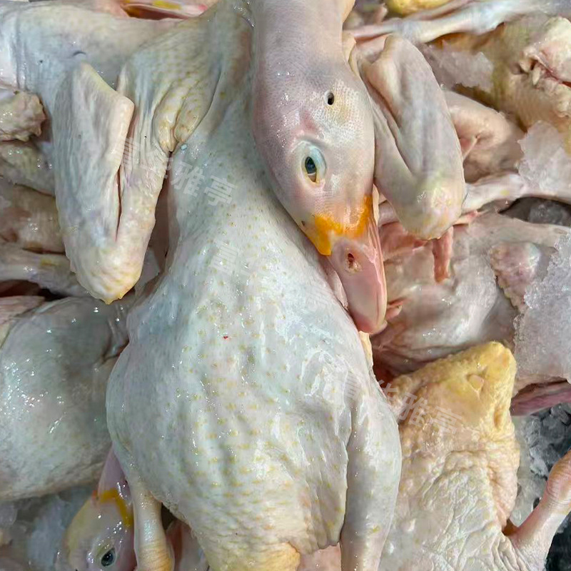 Freshly Slaughtered Authentic Free-Range A-Grade番鸭, White-Cut Duck, and Braised Duck Directly Supplied from the Source Slaughterhouse. Large Quantity Support Available