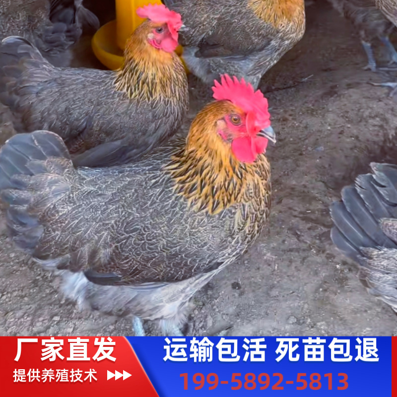 Крупные бройлеры с зелеными ногами, женские цыплята, быстрорастущие цыплята, местные цыплята на свободном выгуле