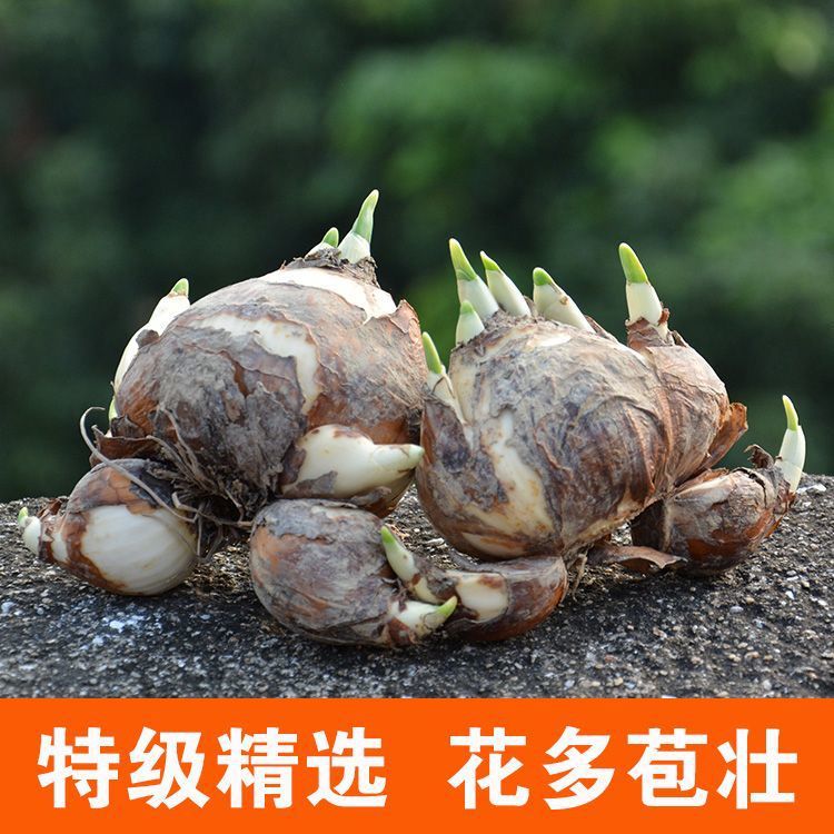 Domestic Zhangzhou Large Narcissus Hydroponics, Easy to Grow for Lazy People, Must-Have for Spring Festival, Strong Fragrance Indoor Desktop Zhangzhou Green Plants