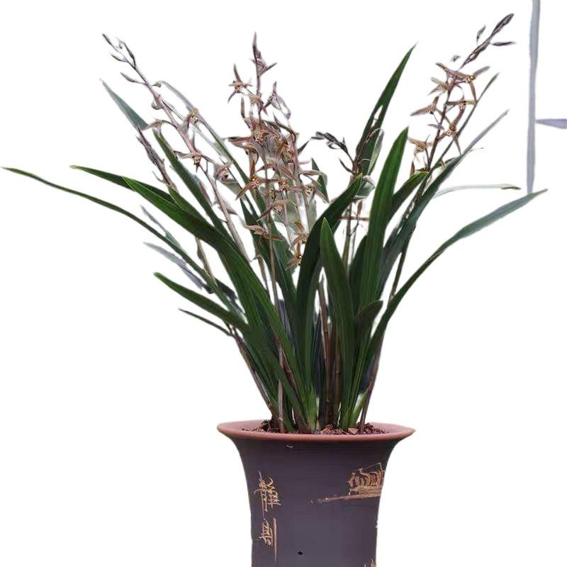 New Store Opening, Blooming Orchid, Fragrant, Blooms All Seasons, Easy to Care For, Wholesale and Dropshipping Available