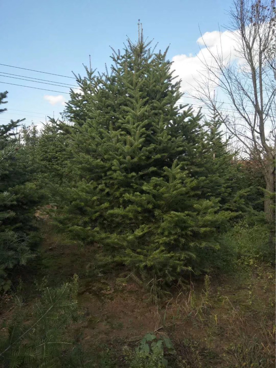 Fir Northeastern Fir Landscaping Fir Cold-Resistant Four-Season Evergreen Fir