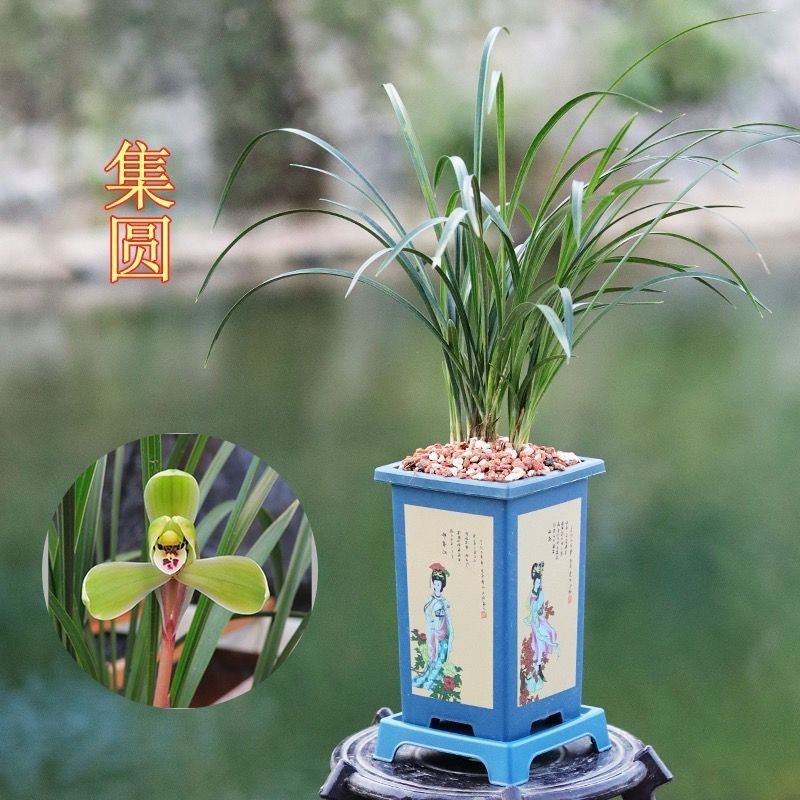 Songmei Chunlan, the Four Old Varieties of Fragrant Orchids, Longzi Jiyuanwangzi, the Eight Old Varieties of Flowers