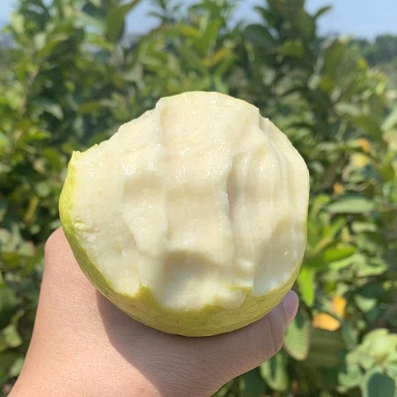 Directly Shipped from Fujian, Creamy Guava with Soft Centers, Freshly Picked, Soft and Sweet White-Fleshed Guava, Fresh Wholesale