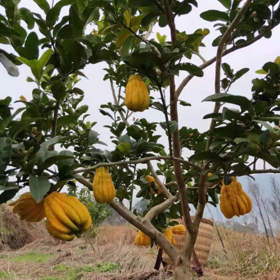 Fresh Bergamot Edible Fruit! There Are Defective Secondary Flower-Skinned Fruits, Which Are Cost-Effective to Eat! Please Be Careful When Photographing!