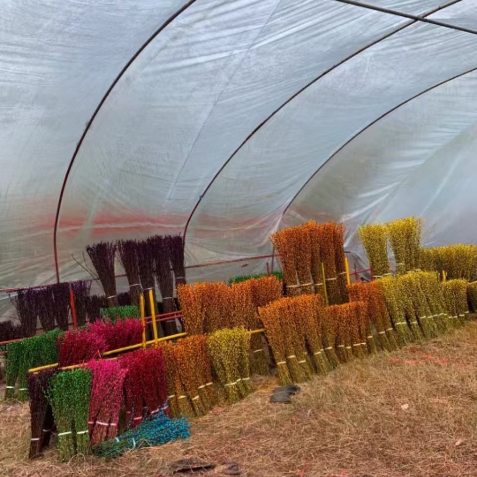 Red Willow New Year's Flower, Silver Willow Fresh Branches, Multicolored Willow Real Flowers, Dried Flowers, Direct Delivery from the Manufacturer Base 80cm High