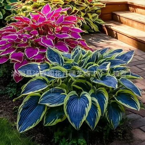 [Cross-Border Supply] Colored Leaf Jade Hairpin Flower Seeds, Jade Flower Seeds, Potted Flower Seeds, White Crane Flower Jade Flower Seeds