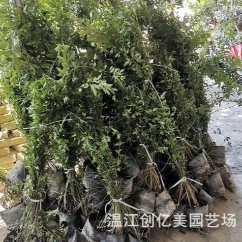 Rose Seedlings Wholesale Courtyard Landscape Multi-Flower Rose Cup Seedlings Height 20-200cm Large Quantity and Favorable Price