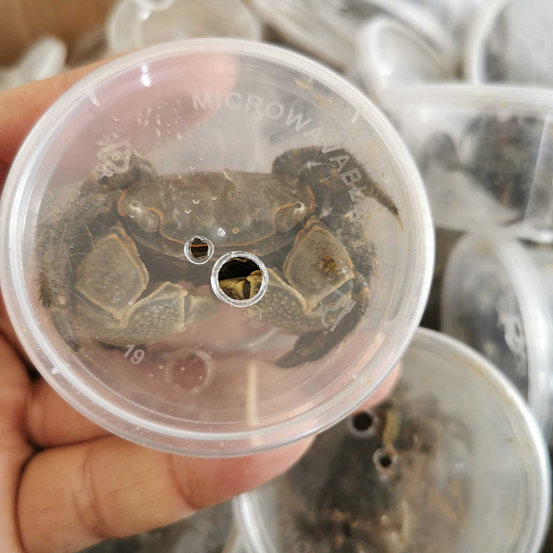 Crab Pet General Crab Live Ornamental Crab Freshwater Crab Green Crab Stall Beach Paradise Wholesale Amusement Park