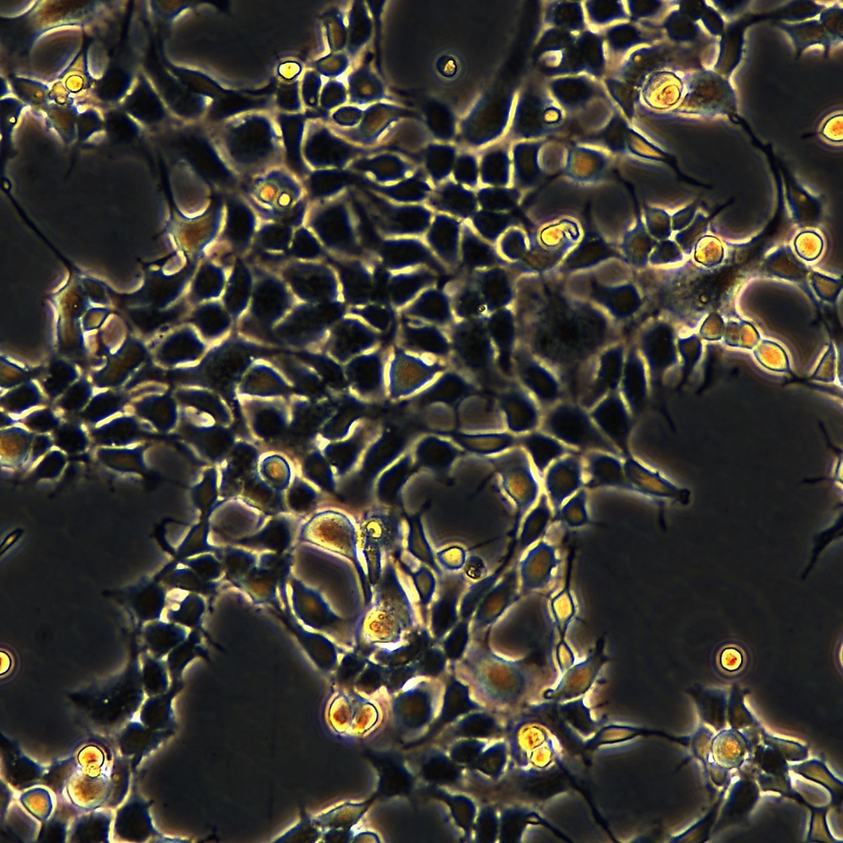 Meisenctcc человеческие эмбриональные почечные клетки Hek293