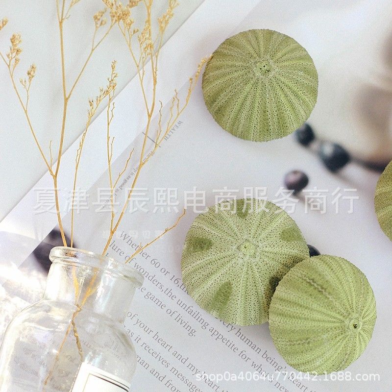 Natural Shell Conch Series Turquoise Sea Urchin Shell Home Floor Decoration Air Pineapple Base Landscaping