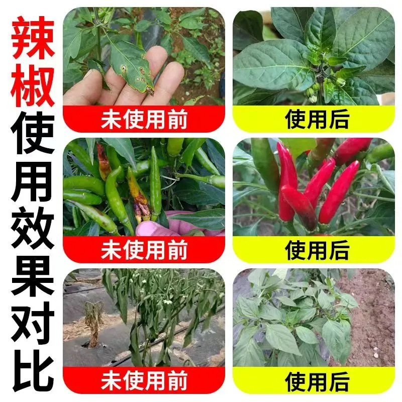 Chili Bacteria Clear Chili Anthracnose Gray Mold Wilt Soft Rot Morning and Evening Blight Chili Microbial Agent