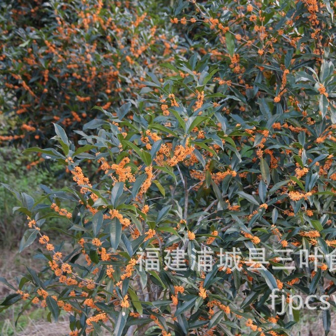 Net Weight 90 Grams of Osmanthus Flowers