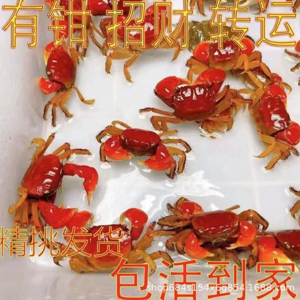 Crab, Chili Crab, Crab Stall, Retail Ornamental Crab, Small Crab, Live Pet, Reptile Pet, Wholesale Crab