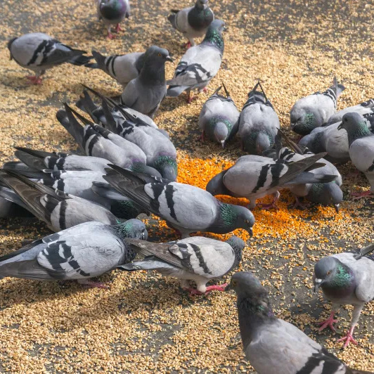 Young Breeding Pigeon Meat Pigeon Dove Pigeon Chicks Slate Gray Pigeon Pigeon Small Pigeon Live Pair